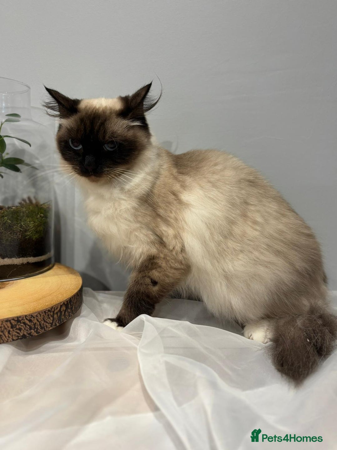 Ragdoll cats for sale: Purebred ragdoll kittens.1 girl & 3 boys-ready now - Advert 4