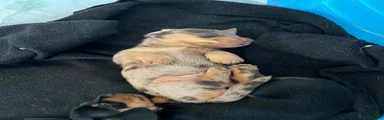 Miniature Dachshund 2