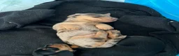Miniature Dachshund dogs for sale: Being raised right - mini dachshunds - Advert 3