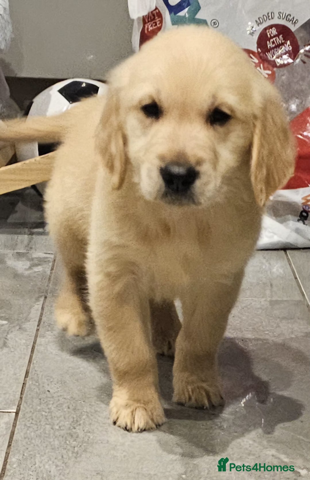Golden Retriever dogs for sale: KC reg pedigree champion Golden Retriever pups - Advert 27