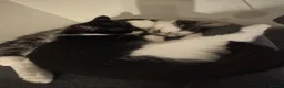 Mixed Breed cats for sale: Male and Female Kittens - Advert 27