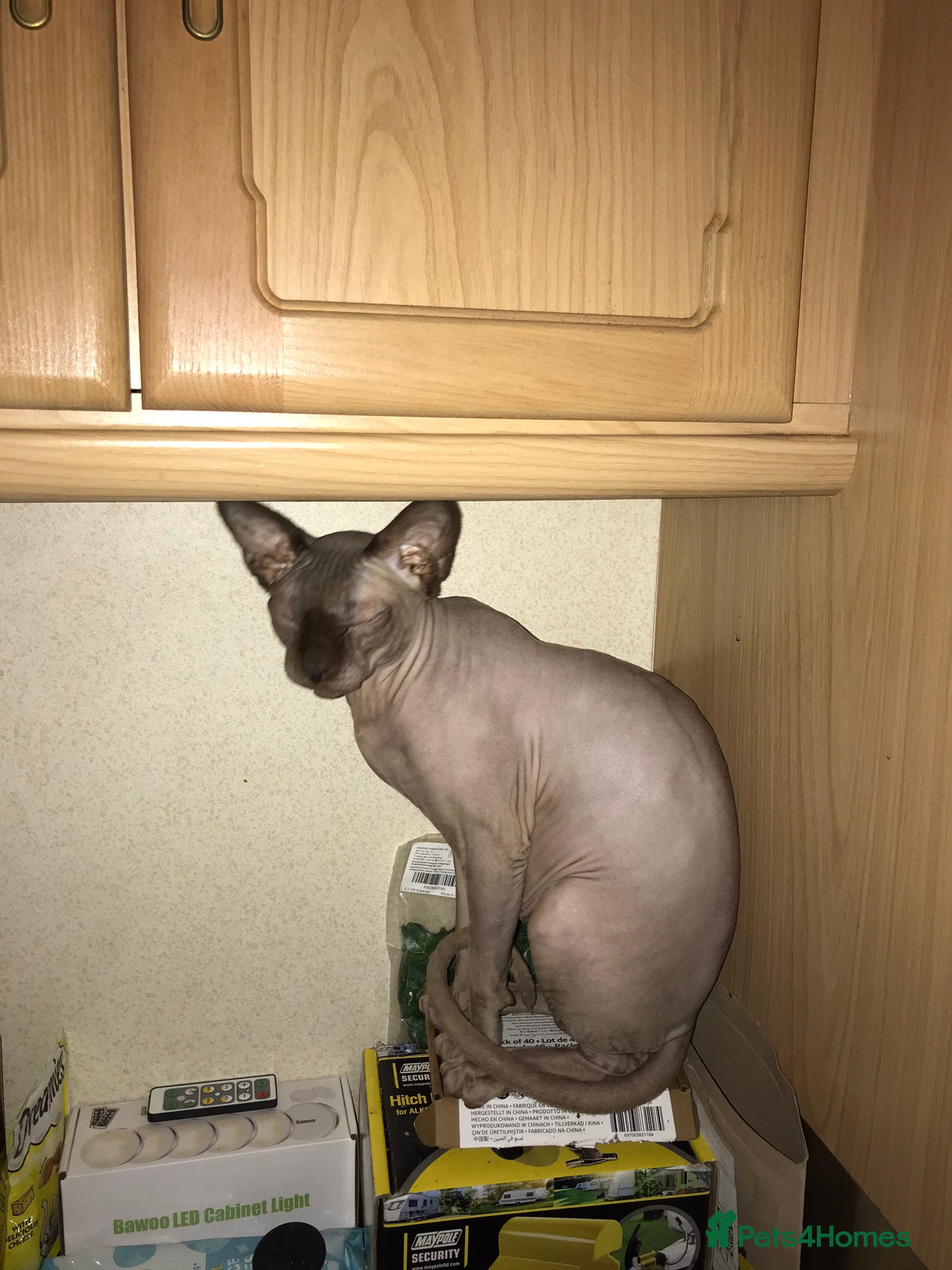 Sphynx cats Sweetest boy sphynx👑 - Advert 2