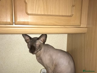 Sphynx cats - Advert 27