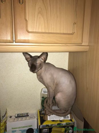 Sphynx cats - Advert 3