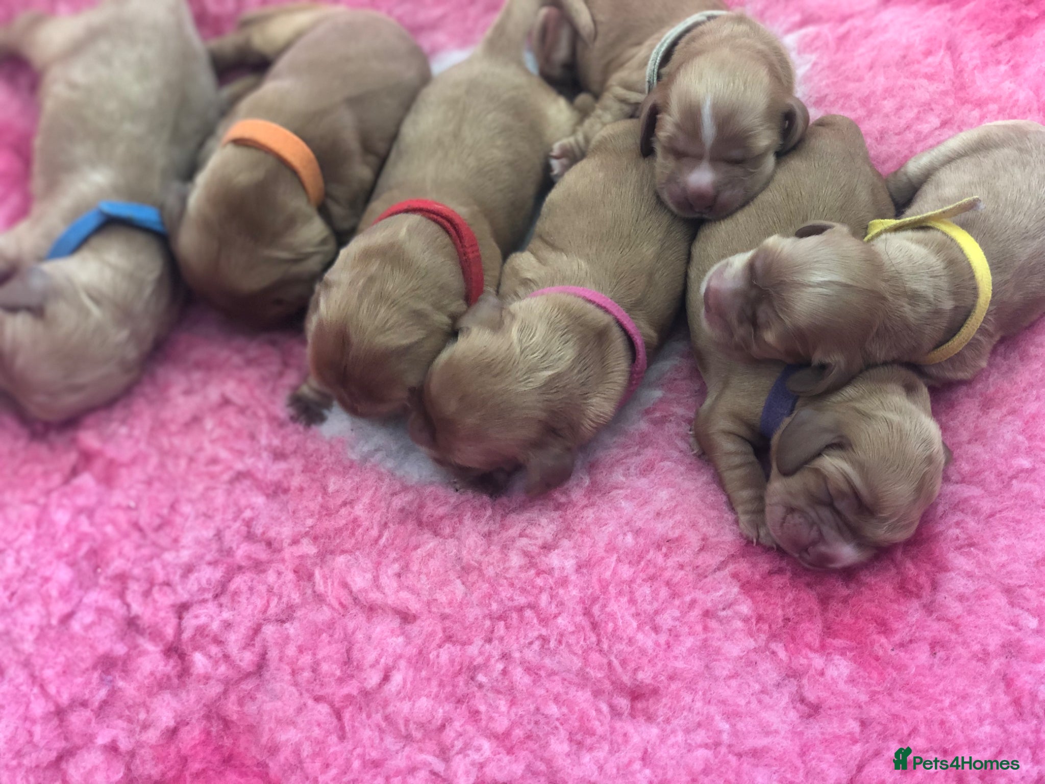 Cocker Spaniel dogs KC Registered Golden show cocker spaniel - Advert 2