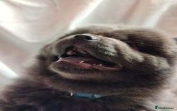 Chow Chow dogs for sale:  KC registered Chow Chow puppies for sale.🤗 - Image 5