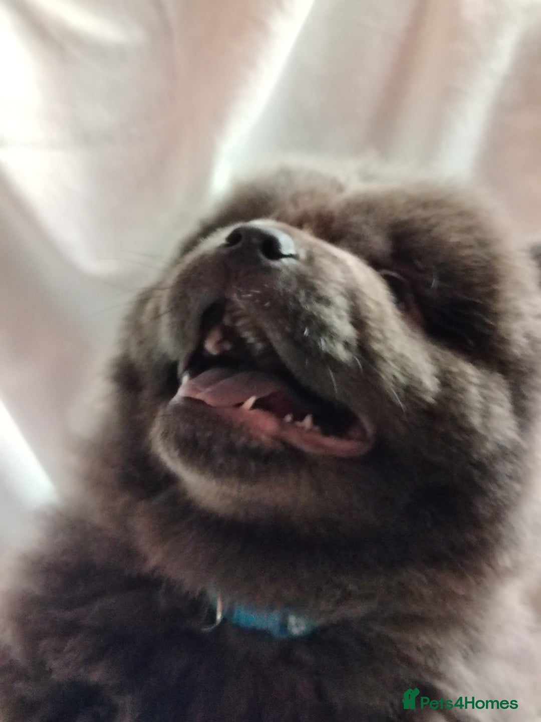 Chow Chow dogs for sale:  KC registered Chow Chow puppies for sale.🤗 - Image 5