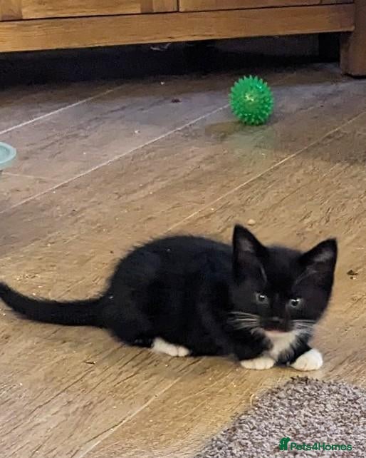 Mixed Breed cats for sale: Beautiful Fluffy kittens. Quarter Ragdoll  - Advert 22