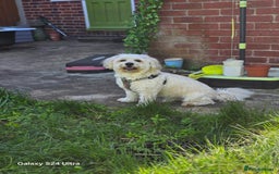 Mixed Breed dogs for stud: Teddy - Image 3