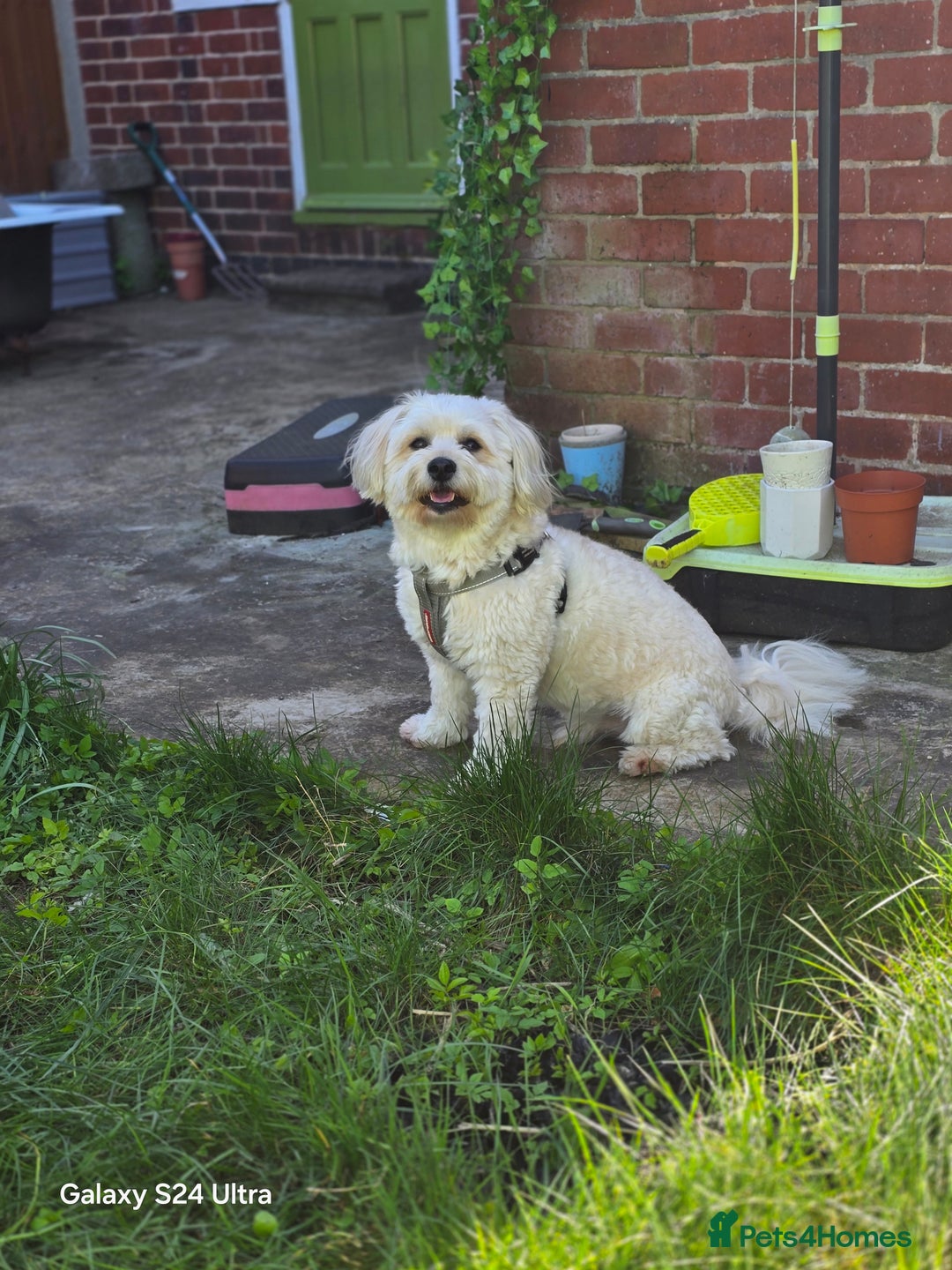 Mixed Breed dogs for stud: Teddy - Image 3