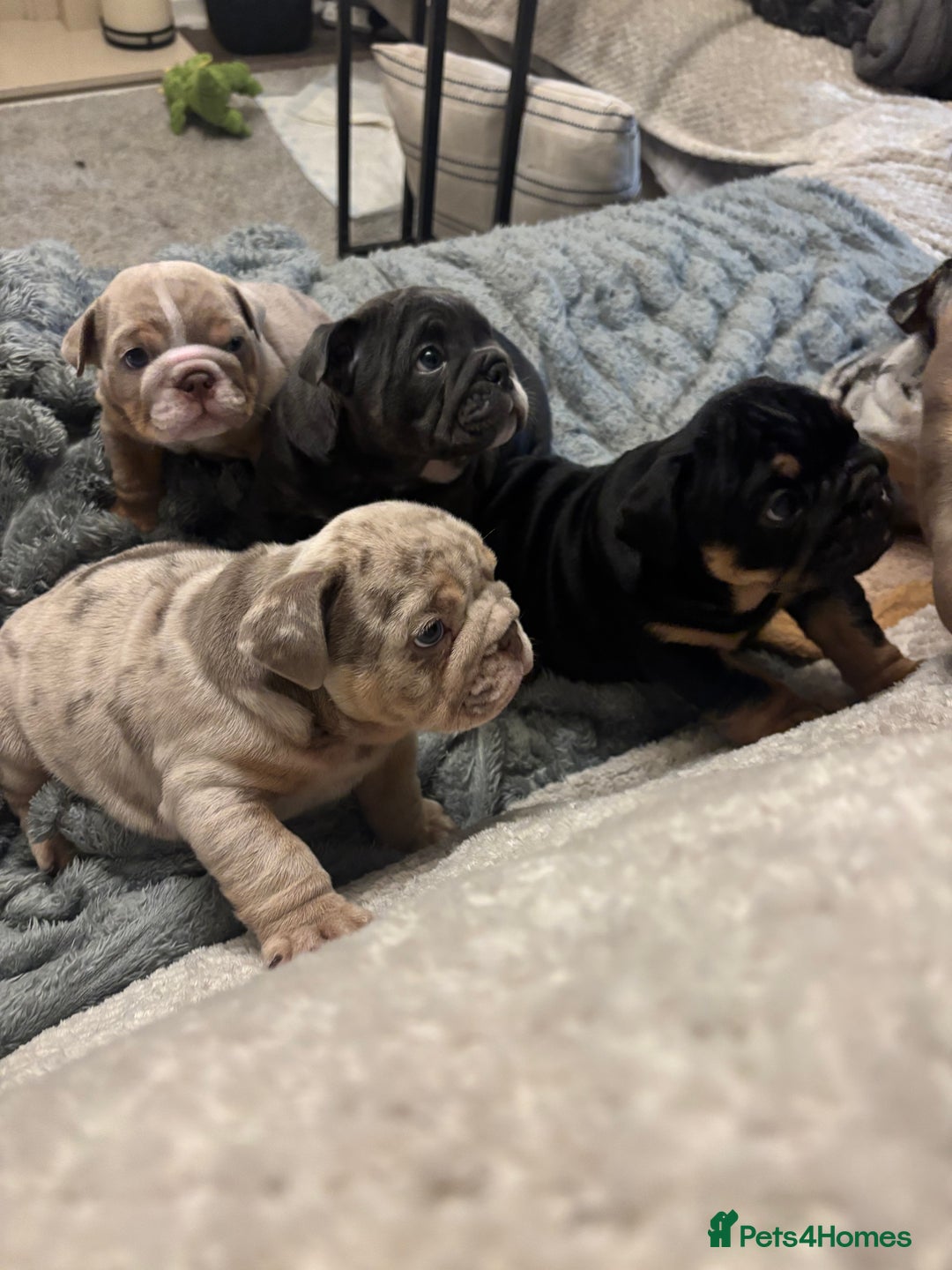 English Bulldog dogs for sale: Amazing quality British bulldog pups  - Advert 20