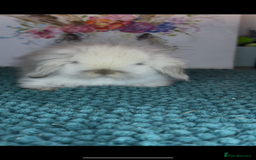 Mini Lion Lop rabbits for sale: Gorgeous fluffy mini lion lop baby bunnies - Image 13