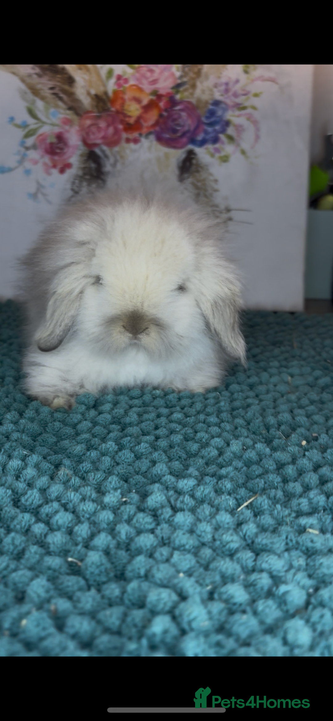 Mini Lion Lop rabbits for sale: Gorgeous fluffy mini lion lop baby bunnies - Image 13