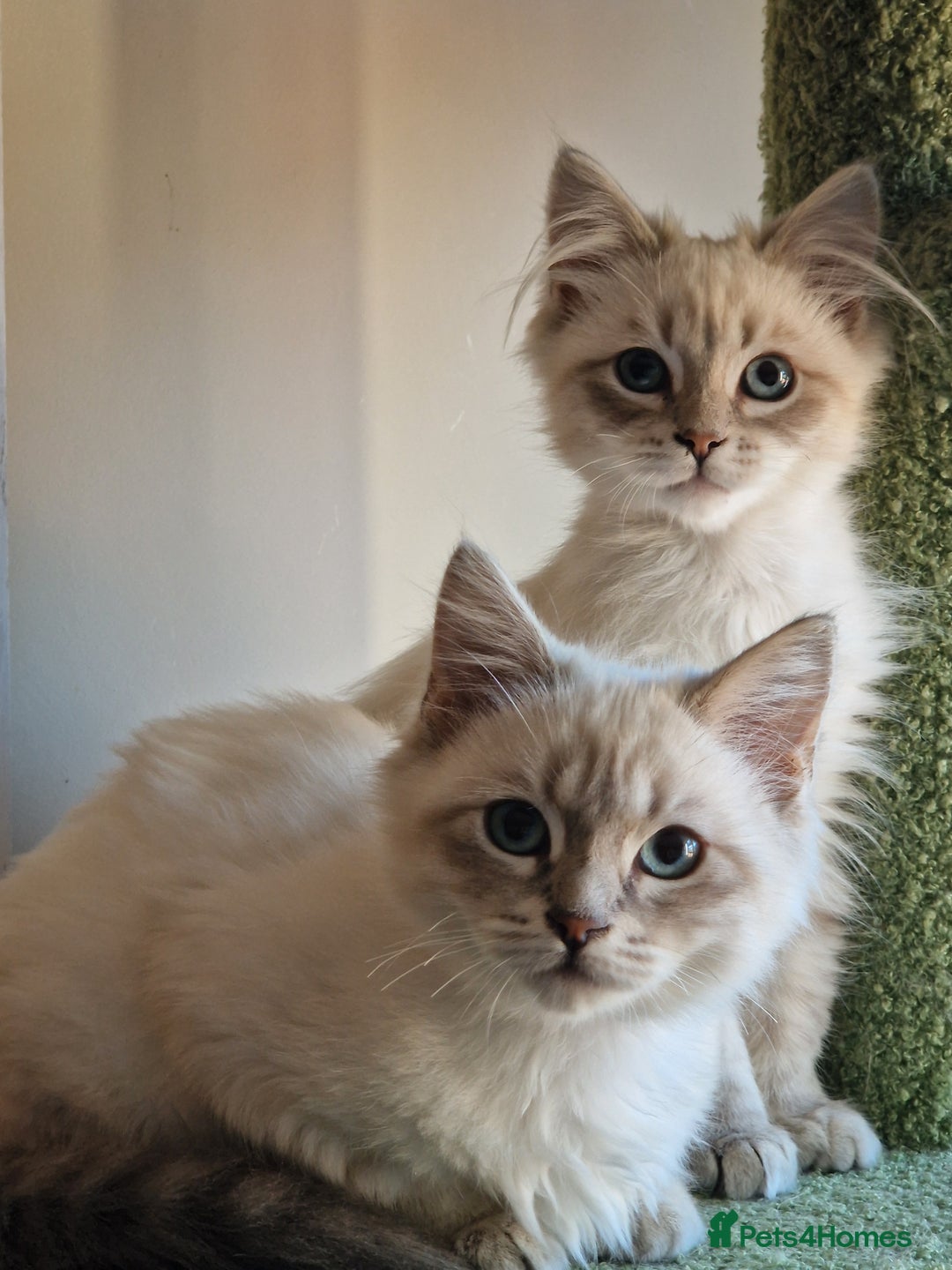 Siberian cats for sale: Blue Eyed Siberian Blue Point Kittens - Advert 20