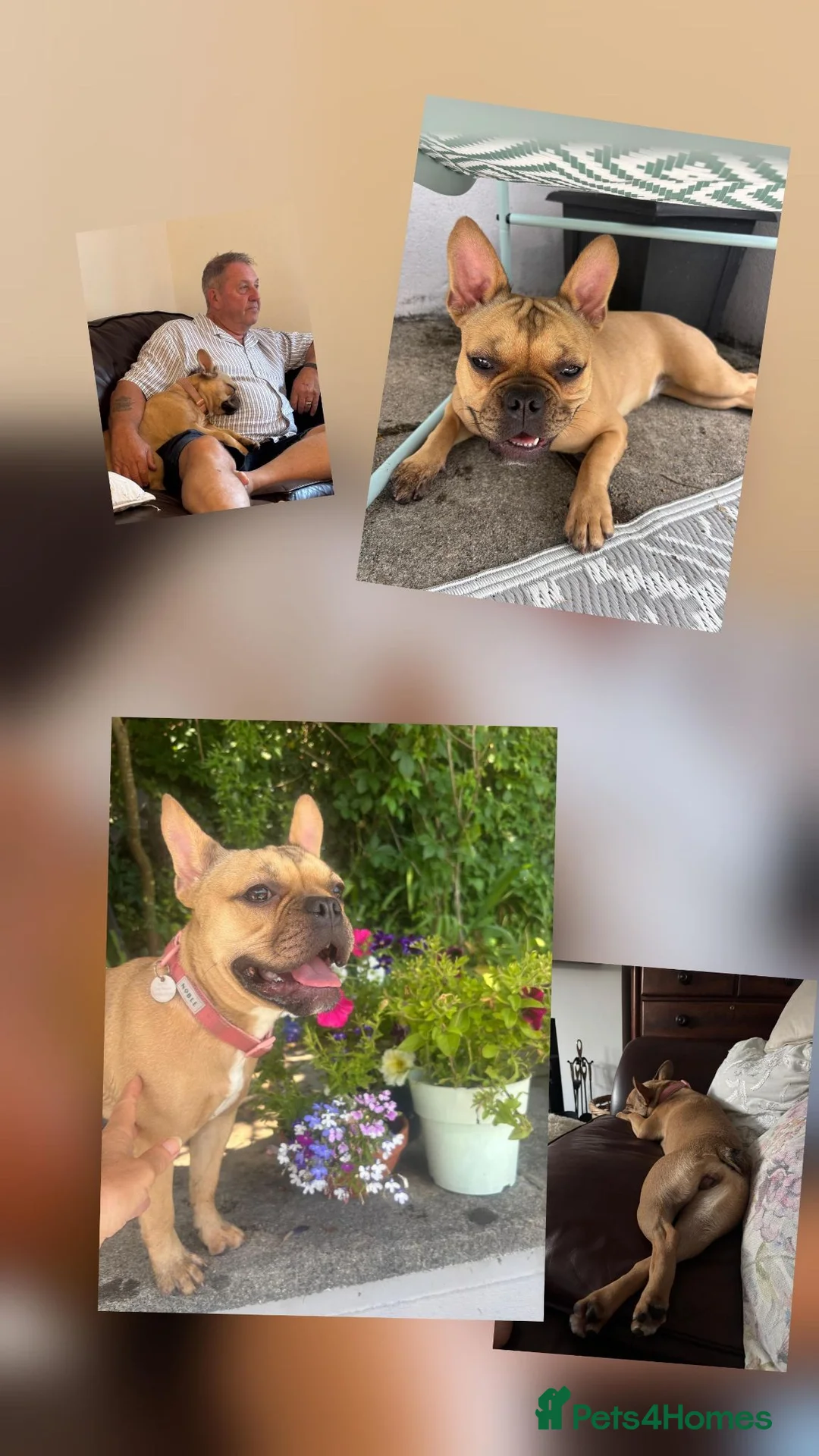 French Bulldog dogs for adoption: Bella the Frenchie  - Advert 3