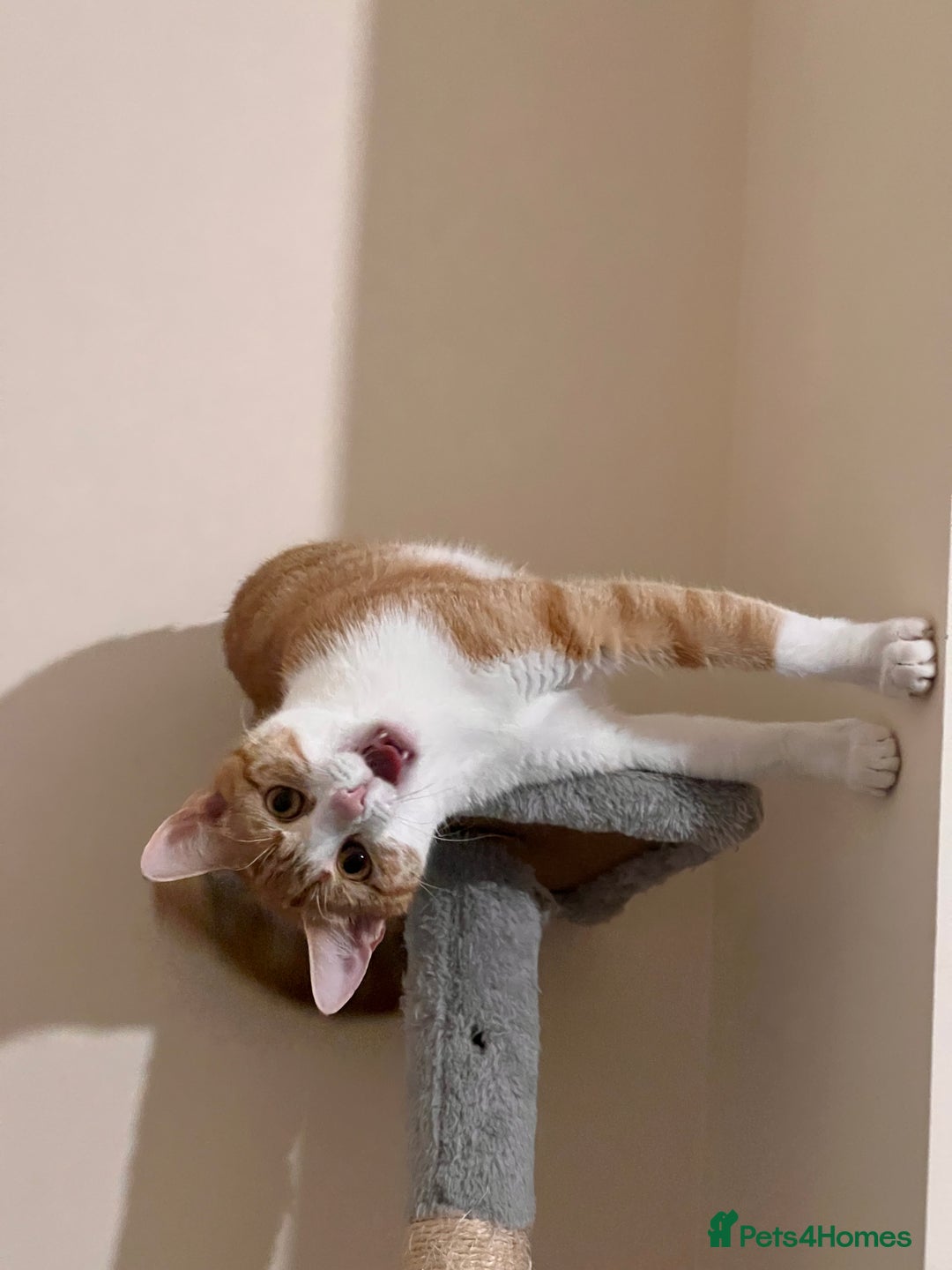 Mixed Breed cats for sale: Kittens For Sale 🐱❤️ - Advert 3