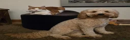 Miniature Poodle dogs for stud: PROVEN Miniature Merle Poodle 🩷🌸 - Advert 7