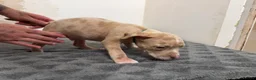 American Bully dogs for sale: American pocket bully puppies for sale 🐾 - Advert 18
