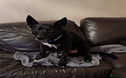 Mixed Breed dogs for sale: ***FERN RESCUE***TYSON 6 YO CROSSBREED - Image 4