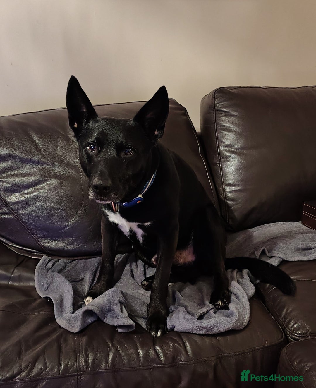 Mixed Breed dogs for sale: ***FERN RESCUE***TYSON 6 YO CROSSBREED - Image 4