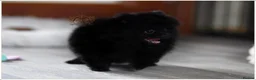 Pomeranian dogs for sale: 🐾 Beautiful Pomeranian Puppies RKC DNA ❤️ in Manchester - Advert 11