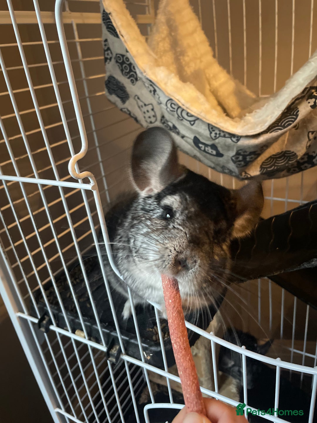 Chinchilla rodents for sale: Pair of female chinchillas looking for a new home - Image 6