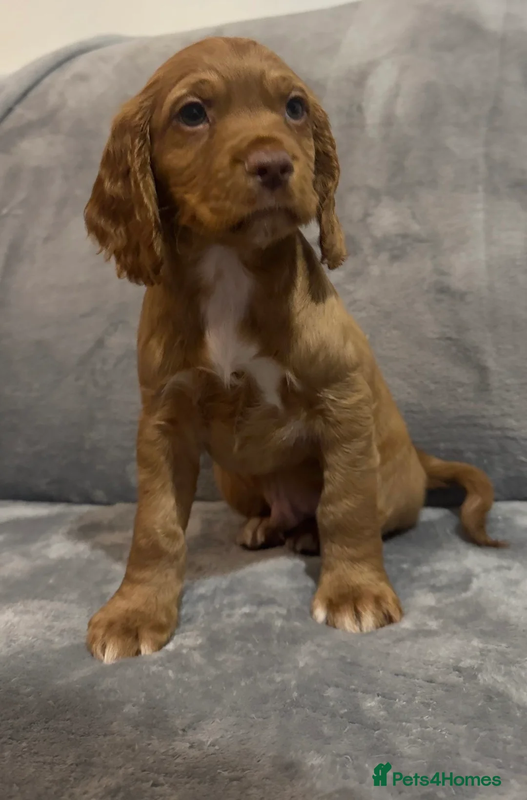 Cocker Spaniel dogs for sale:  Ready now!1 Boy left! KC Working Cocker Spaniels  - Advert 13