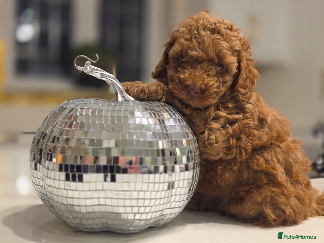 Toy Poodle dogs for sale: Beautiful RED & APRICOT Toy Poodles  - Image 5