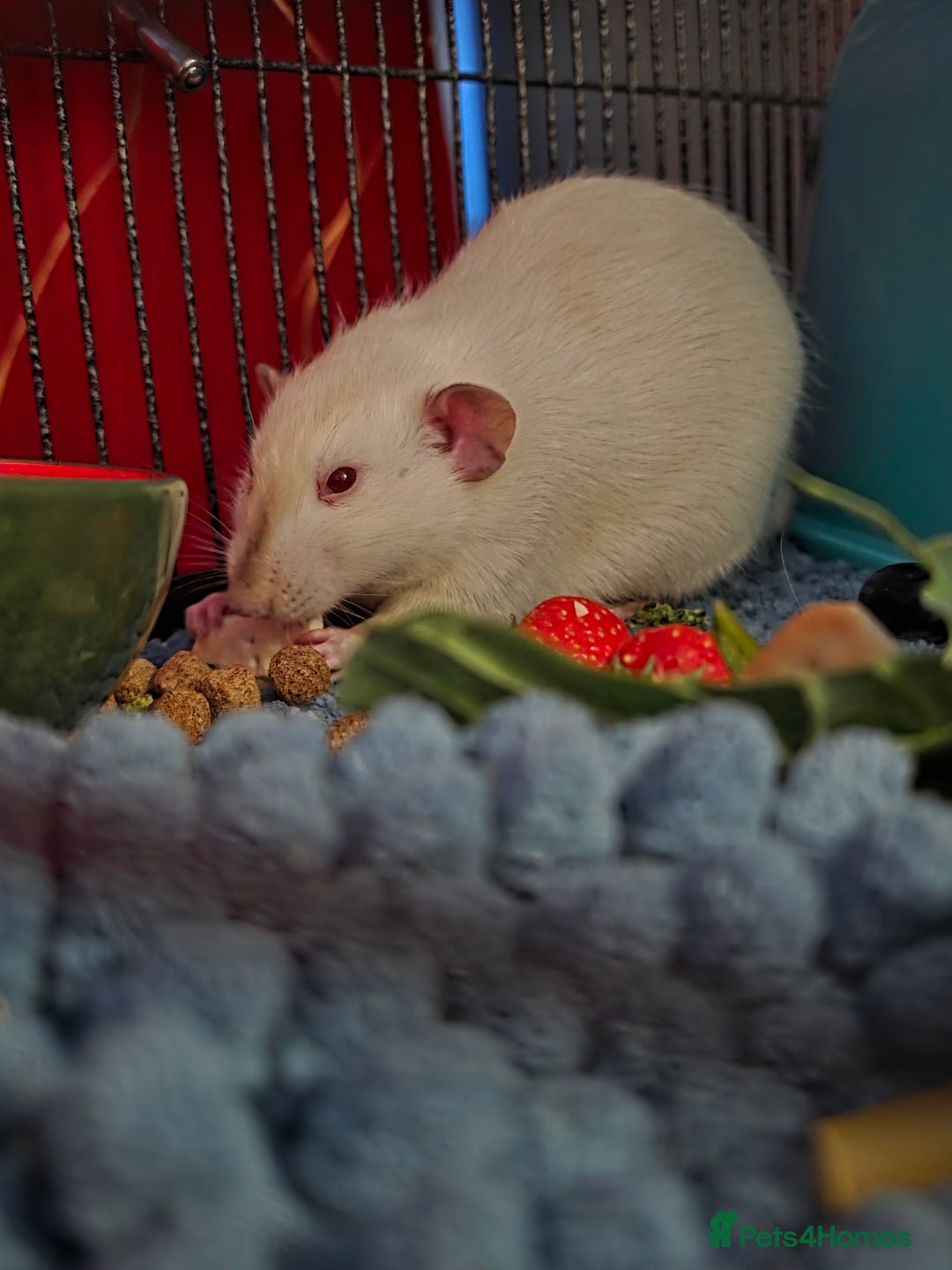 Rat rodents for sale: 2 male rats - Advert 3