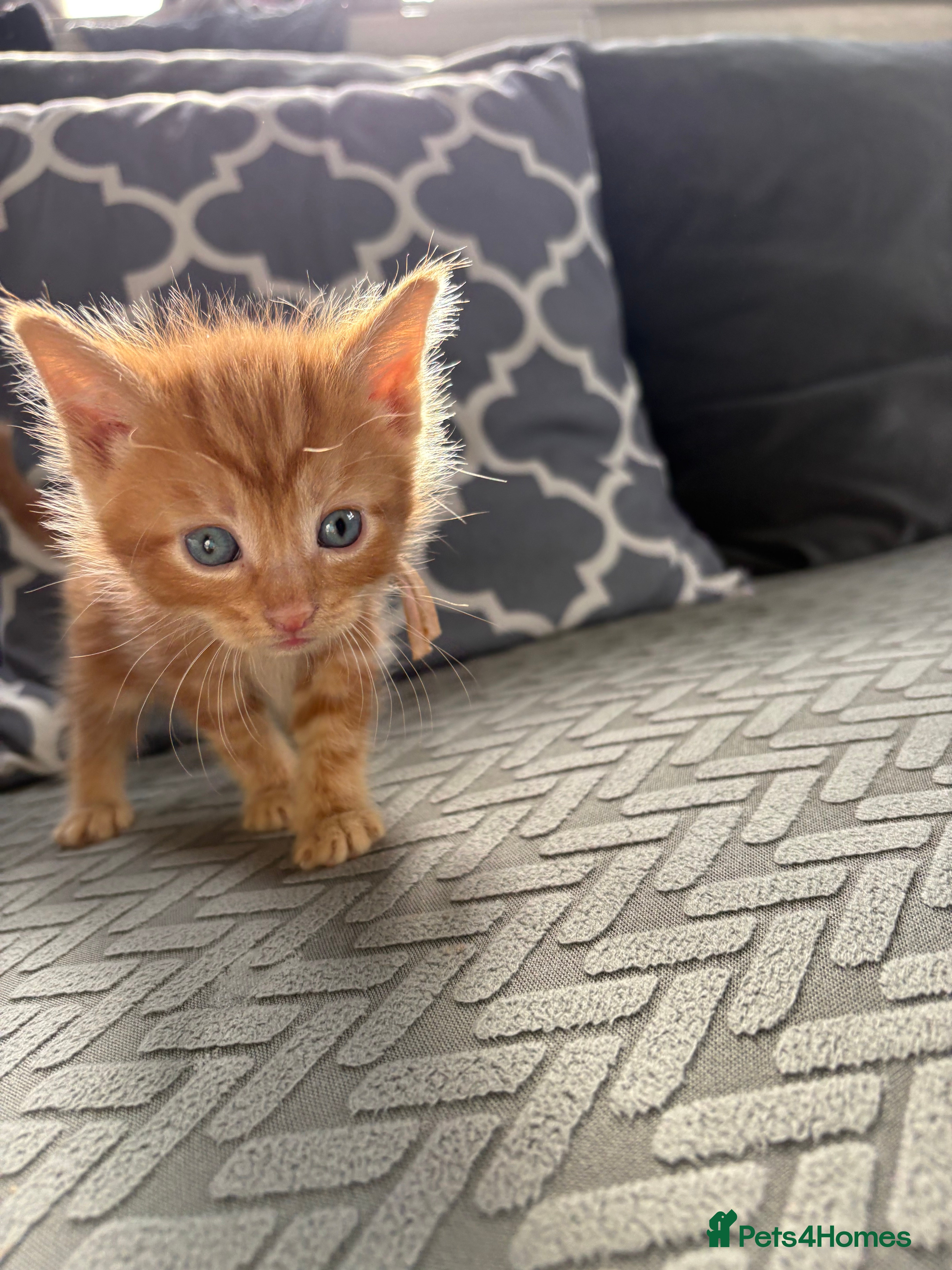 Norwegian Forest Cat cats 4 Norwegian x British short hair - Advert 1