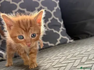 Norwegian Forest Cat cats 4 Norwegian x British short hair - Advert 2