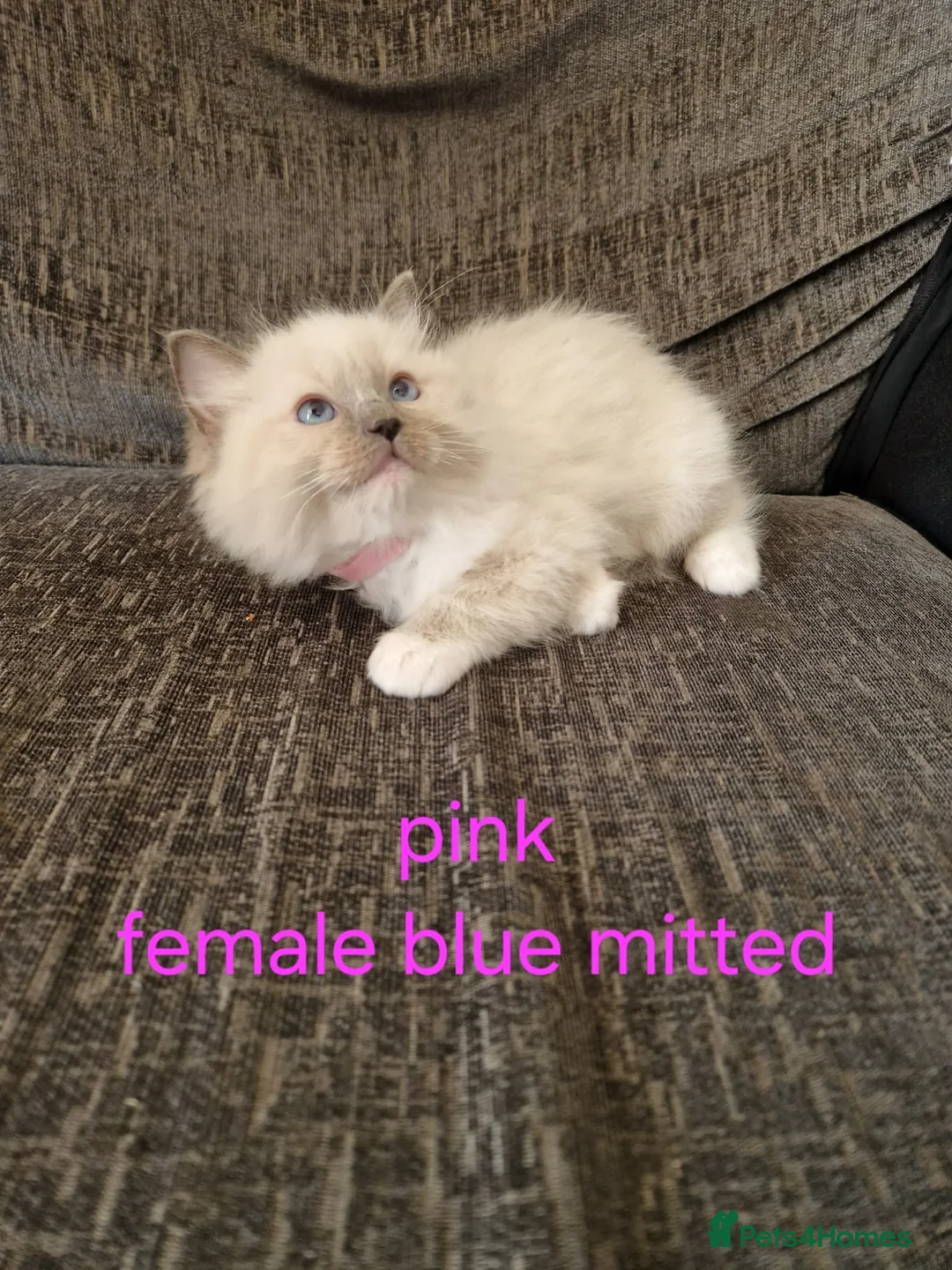 Ragdoll cats for sale: PURE BLUE RAGDOLL KITTENS - Advert 15