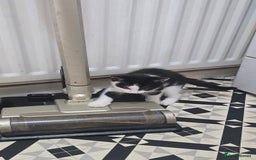 Mixed Breed cats for sale: Kittens for sale - Image 7