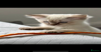 Ragdoll cats - Advert 15