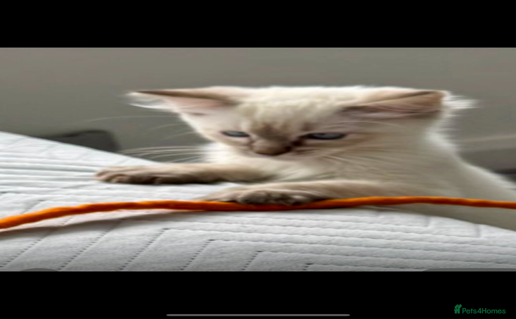Ragdoll cats - Advert 3