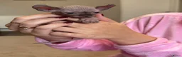 Sphynx cats for sale: Beautiful Canadian Sphynx  - Advert 7