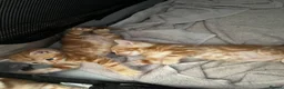 Mixed Breed cats for sale: 5 Beautiful Ginger Babies  - Advert 7