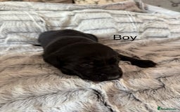 Labrador Retriever dogs for sale: Labrador puppies  - Image 2