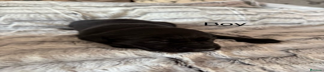 Labrador Retriever Puppy 1