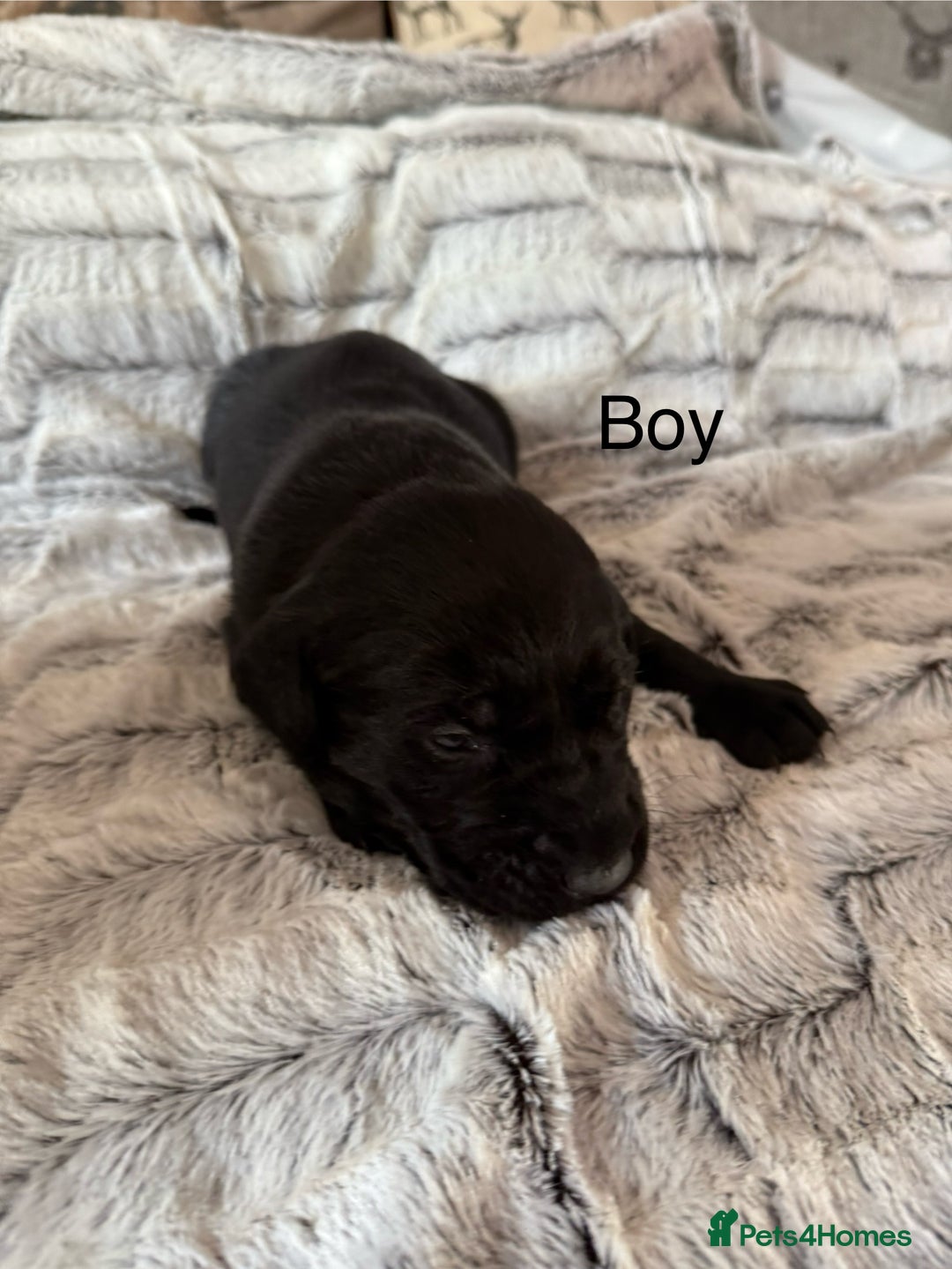 Labrador Retriever dogs for sale: Labrador puppies  - Image 2