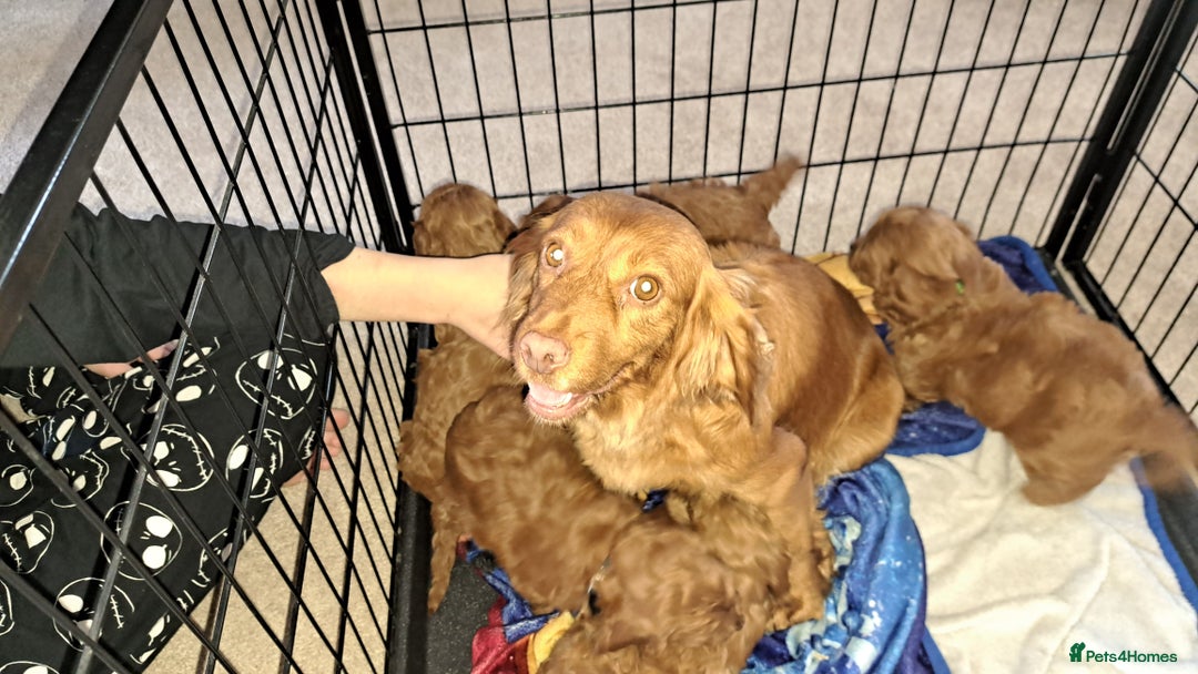 Cockapoo dogs for sale: Coockerpoo puppies  - Advert 3