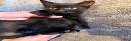 Mixed Breed cats for sale: 6 kittens for sale.  - Advert 6