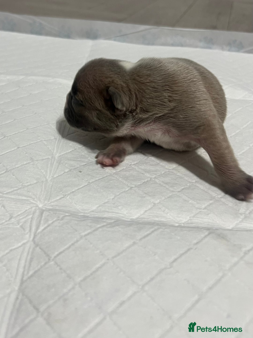 French Bulldog dogs for sale: French Bulldog Puppy’s  - Advert 11