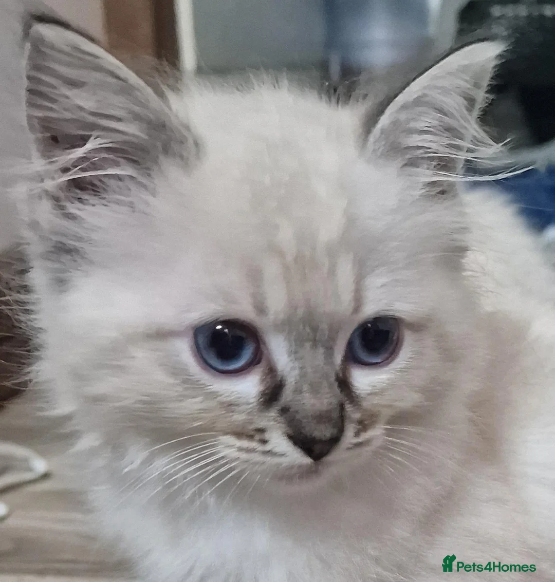 Ragdoll cats for sale: Gorgeous gccf reg Ragdoll kittens - Advert 2