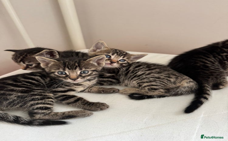 Bengal cats - Advert 11