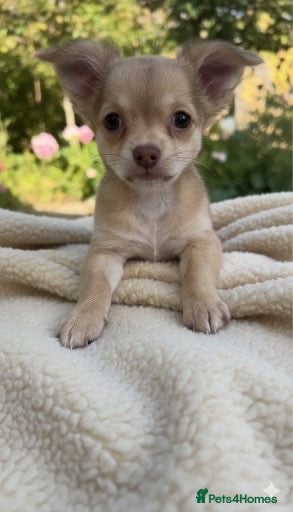 Chihuahua dogs Fluffy chihuahua girl 8 weeks old  - Advert 2