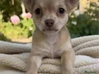 Chihuahua dogs Fluffy chihuahua girl 8 weeks old - Advert 15