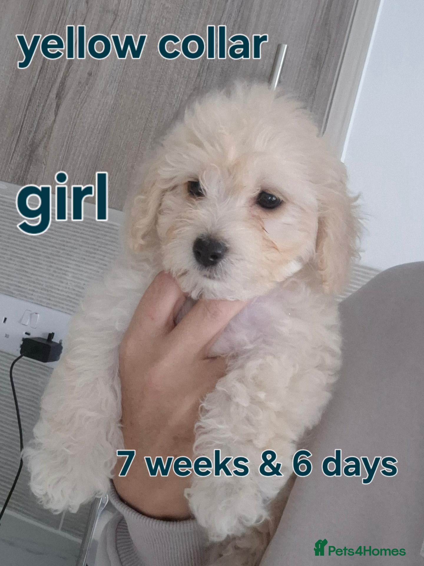 Cavapoochon dogs Available and ready to leave in 5 days - Advert 2