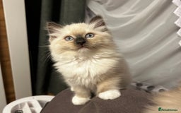 Ragdoll cats for sale: 😻 Beautiful Ragdoll Kittens😻 - Advert 3
