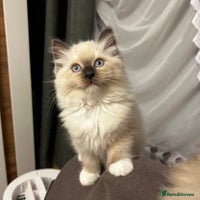 Ragdoll cats 😻 Beautiful Ragdoll Kittens😻 - Advert 1